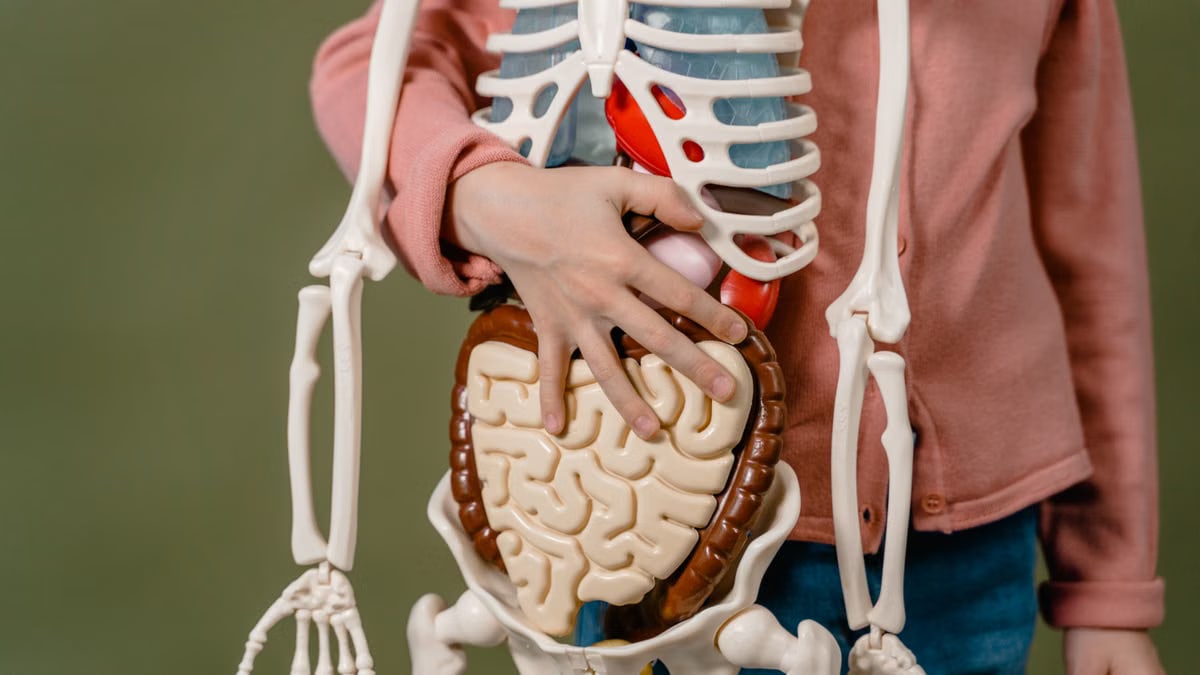 Child learning anatomy using a human skeleton model with organs.
